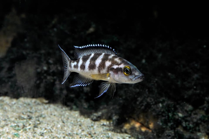 Neolamprologus buescheri 'Isanga Bay'